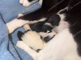 2 kittens available