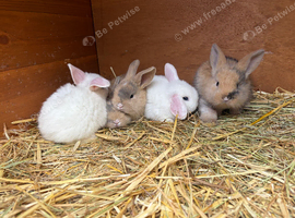 Gorgeous mini lop babies