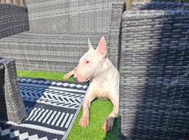 English bull terrier female