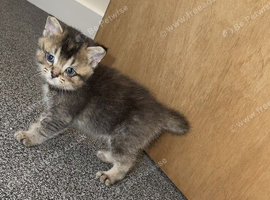 Beautiful female Scottish straight kittens for sale