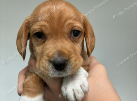 Cockerjack puppies for sale!! 4 boys 2 girls
