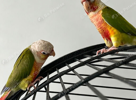 Bonded Pair of Pineapple Conures