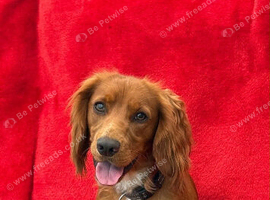 Cocker spaniel looking for forever home..