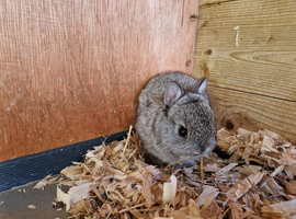 Genuine Netherland Dwarf