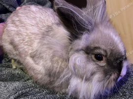 9 month old lion head rabbit
