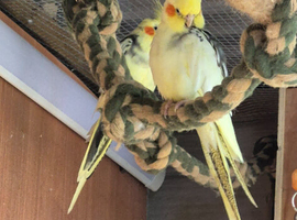 5 cockatiels for sale