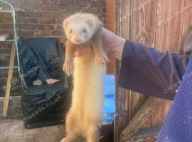 Ferrets for sale