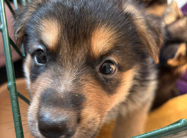 German shepherd puppy