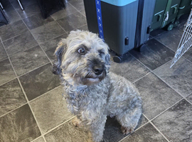 2 year old female cockapoo
