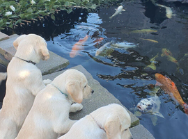Goldador puppies two boys left waiting for new homes
