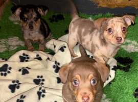 Miniature Jack Russell Mix breed