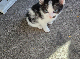 All female kittens