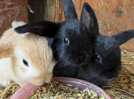 Baby rabbits
