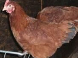 Blacktail hybrid hen, plus many other coloured hybrids hens at POL