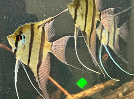 5 x f2 Rio nanay angelfish