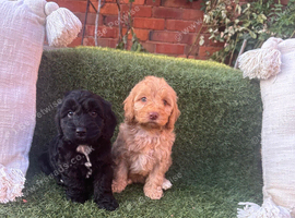 Cockapoo puppies