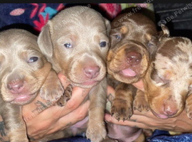 Stunning miniature Dachshunds