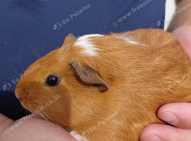 Guinea pig babies for sale
