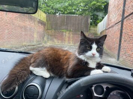 Rehoming my male cat