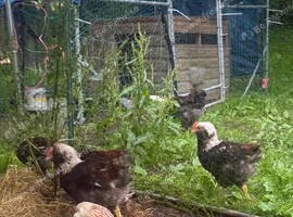 Faverolles chickens