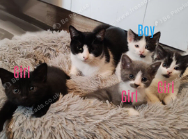 3 kittens available