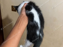 male 2 month needs urgent home