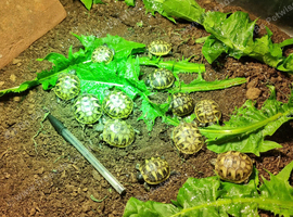 2026 Baby Hermann Tortoises for sale