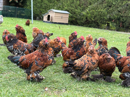 Millefleur Belgium d'Uccle bantams
