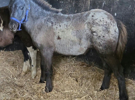 Lovely marked spotted colt