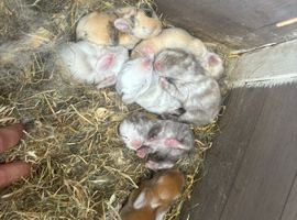 Netherland dwarf x mini lop