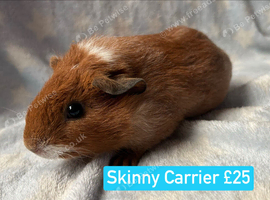Skinny Carrier