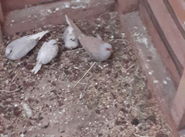 Diamond doves,budgies, finches