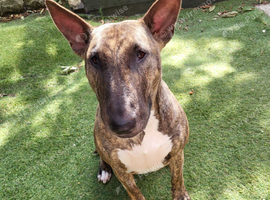 Sasha looking for her forever home