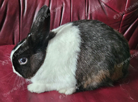 Beautiful netherland dwarf cross