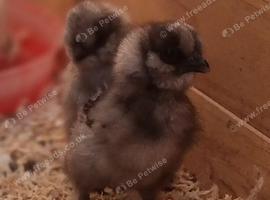 Day old silkies unsexed great as pets or for broody hens