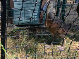 Indian runner ducks - 6 weeks old NN1