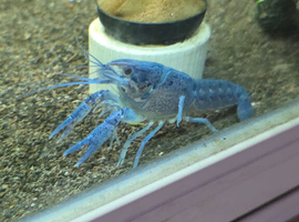 2 Blue Crayfish