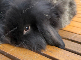Mini lion lop bunnies READY NOW