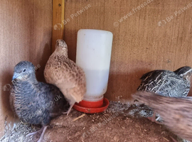 Quail