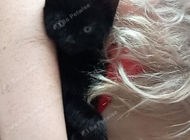 Male and female kitten 8 weeks ready to leave
