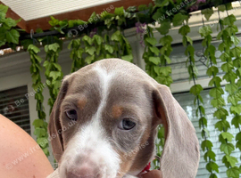 Miniature Dachshund puppies