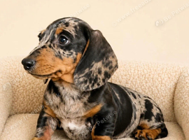 Gorgeous miniature dachshund puppy