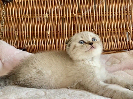 ABSOULETLY BEAUTIFUL KITTENS (READY FRIDAY)