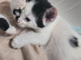 female kittens ready