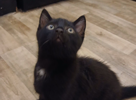 4 kittens for sale