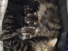 Kittens for sale