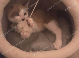Siamese cross male