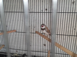 Diamond firetail