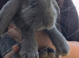 Two male french lop giants