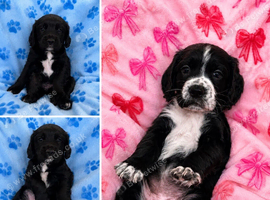 Sprocker pups
